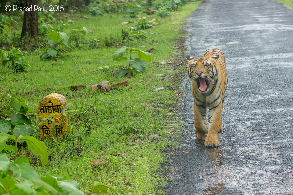 Photo of Tadoba : Place of the Big 5 1/6 by kriti arora