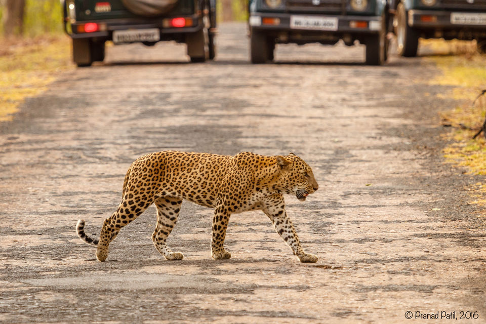 Photo of Tadoba : Place of the Big 5 3/6 by kriti arora