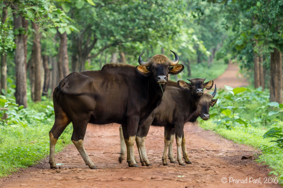 Photo of Tadoba : Place of the Big 5 4/6 by kriti arora