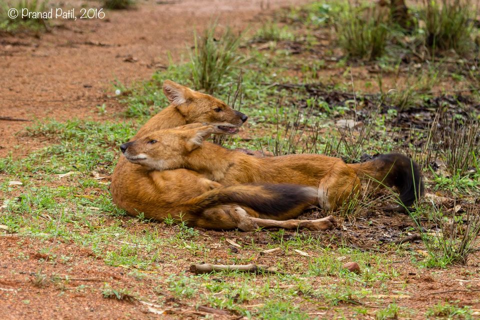 Photo of Tadoba : Place of the Big 5 5/6 by kriti arora