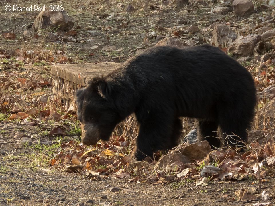Photo of Tadoba : Place of the Big 5 6/6 by kriti arora