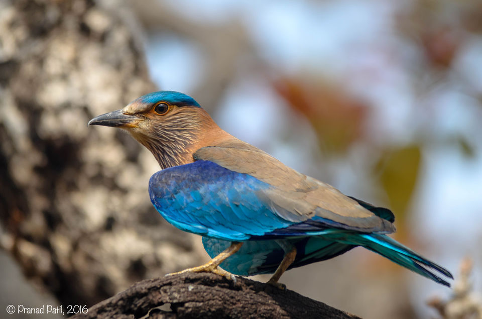 Photo of Bird-watching: For those who love birds, camera and travel 1/7 by kriti arora
