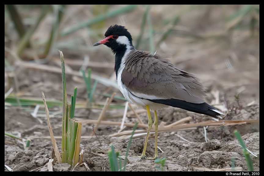 Photo of Bird-watching: For those who love birds, camera and travel 4/7 by kriti arora