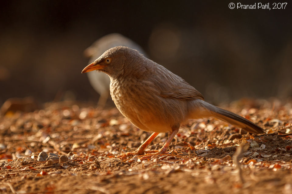 Photo of Bird-watching: For those who love birds, camera and travel 6/7 by kriti arora