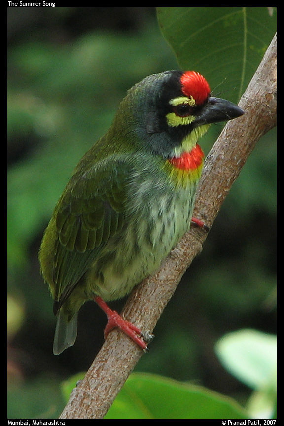 Photo of Bird-watching: For those who love birds, camera and travel 2/7 by kriti arora