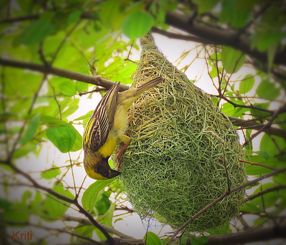 Photo of Bird-watching: For those who love birds, camera and travel 3/7 by kriti arora