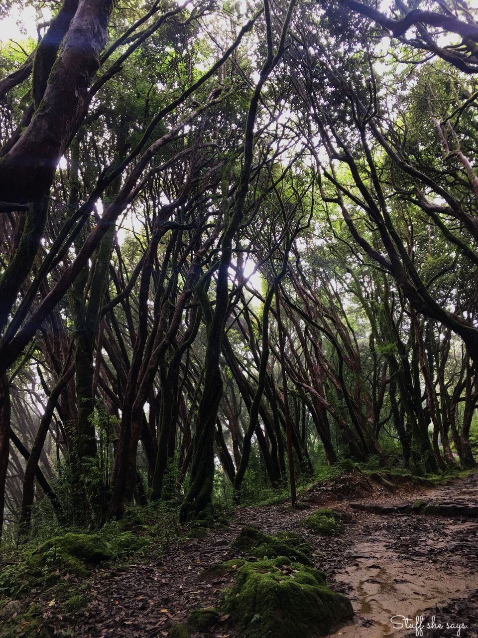 Photo of Trekking in Nepal-Ghorepani Poonhill by kriti arora
