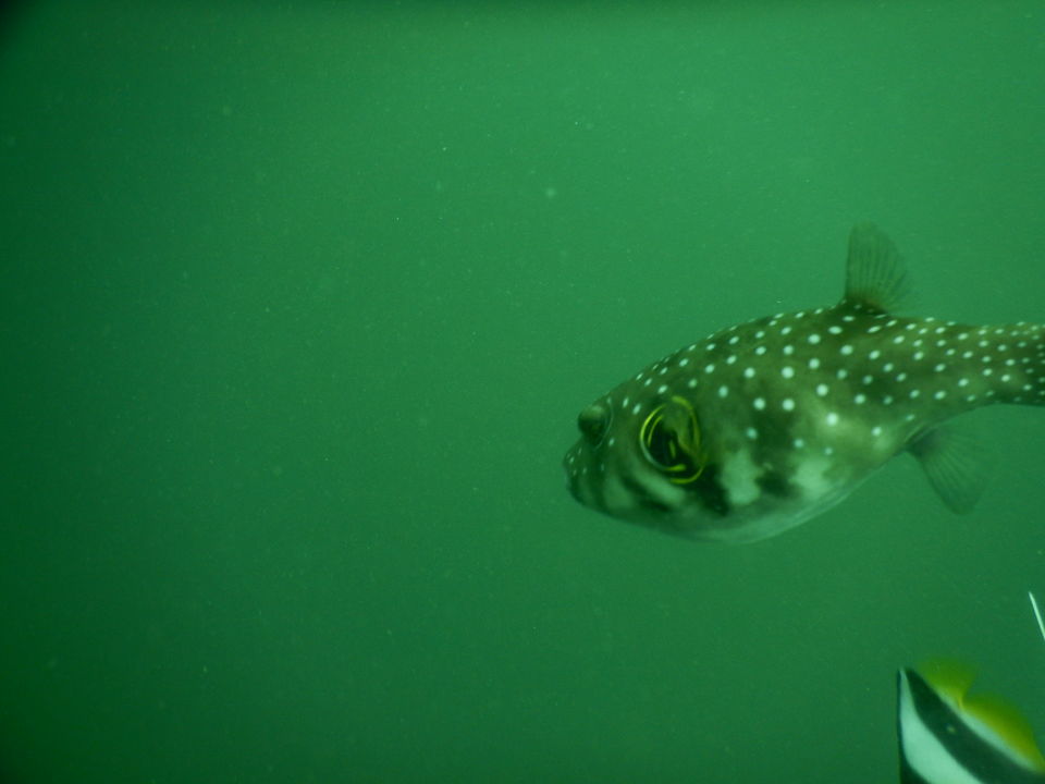 Photo of How is it like to go SCUBADIVE in INDIA? 1/6 by RACHNA SINGH