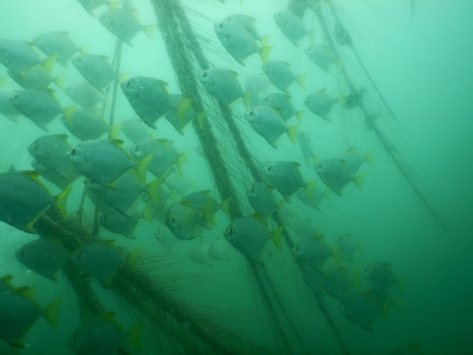 Photo of How is it like to go SCUBADIVE in INDIA? 2/6 by RACHNA SINGH