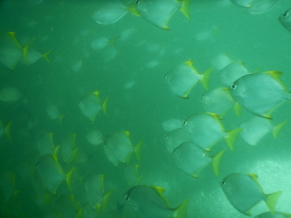 Photo of How is it like to go SCUBADIVE in INDIA? 3/6 by RACHNA SINGH