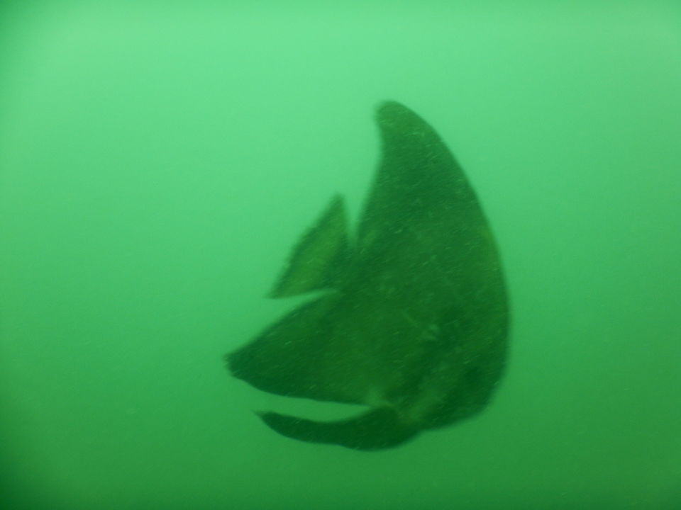Photo of How is it like to go SCUBADIVE in INDIA? 4/6 by RACHNA SINGH