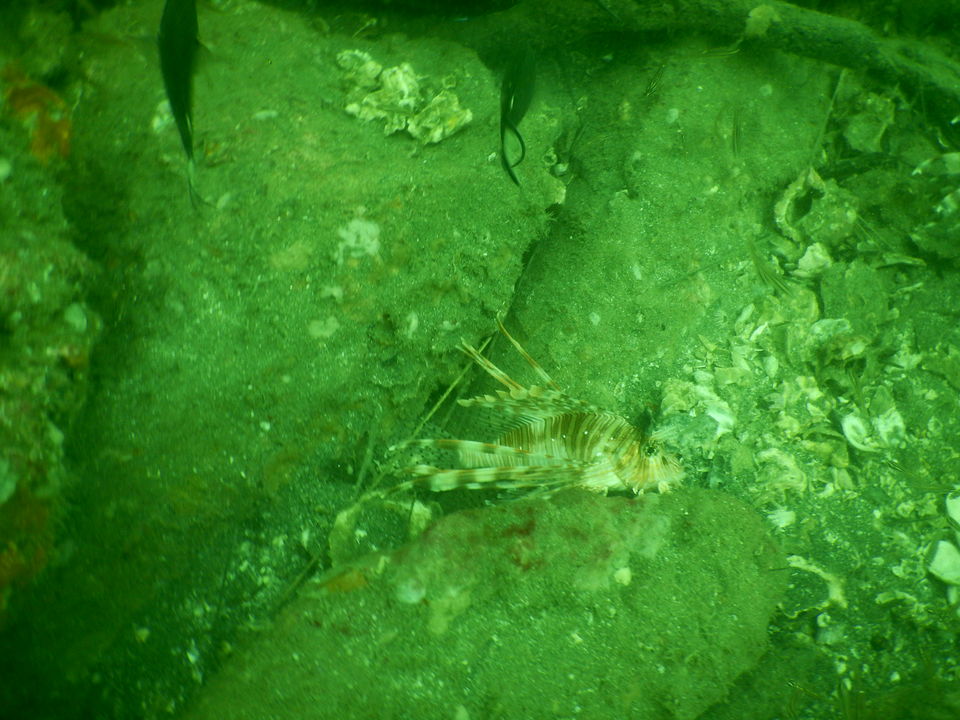 Photo of How is it like to go SCUBADIVE in INDIA? 5/6 by RACHNA SINGH