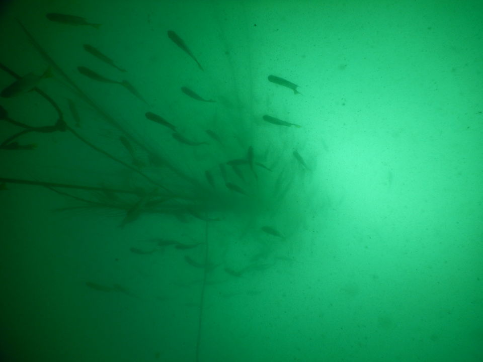 Photo of How is it like to go SCUBADIVE in INDIA? 6/6 by RACHNA SINGH
