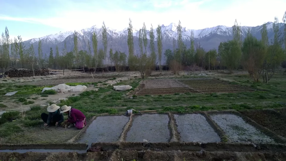 Photo of Nubra Ecolodge, Sumur by Dipti