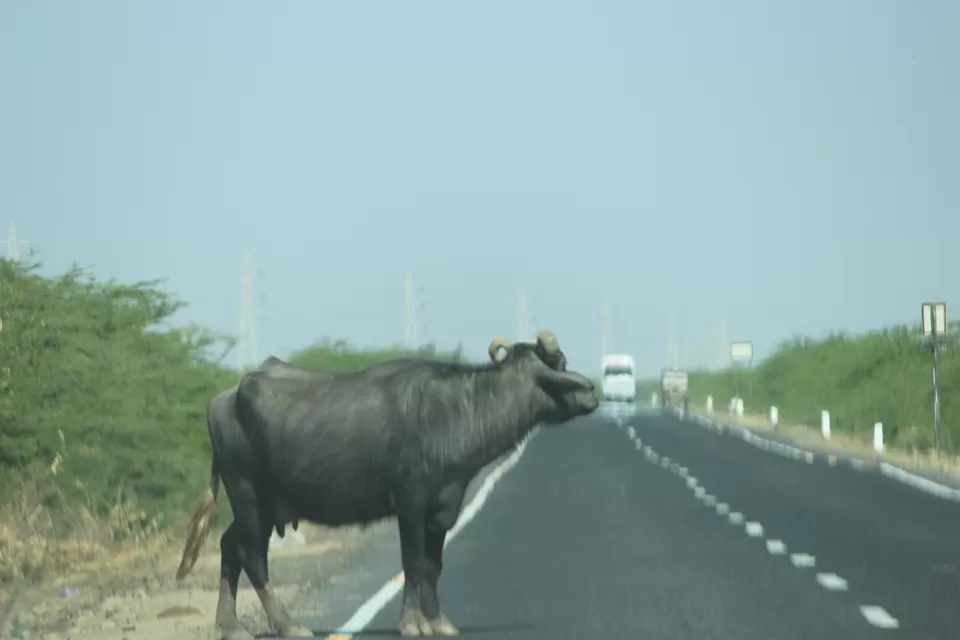 Photo of Dhordo, Gujarat, India by Dipti
