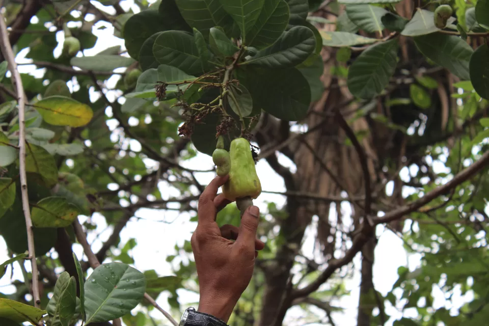 Photo of Tropical Spice Plantation, Ponda, Goa, India by Dipti