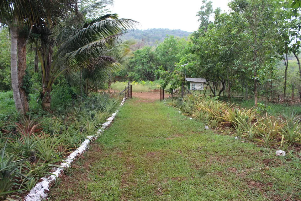Photo of Tropical Spice Plantation, Ponda, Goa, India by Dipti