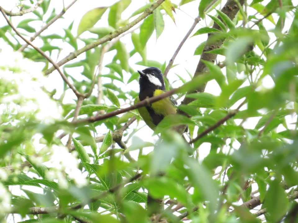 Photo of A Birding Wonderland: Latpanchar by Nisha Bhakat