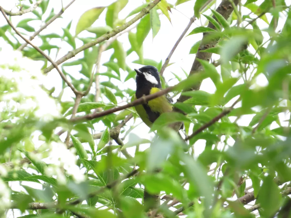 Photo of A Birding Wonderland: Latpanchar by Nisha Bhakat