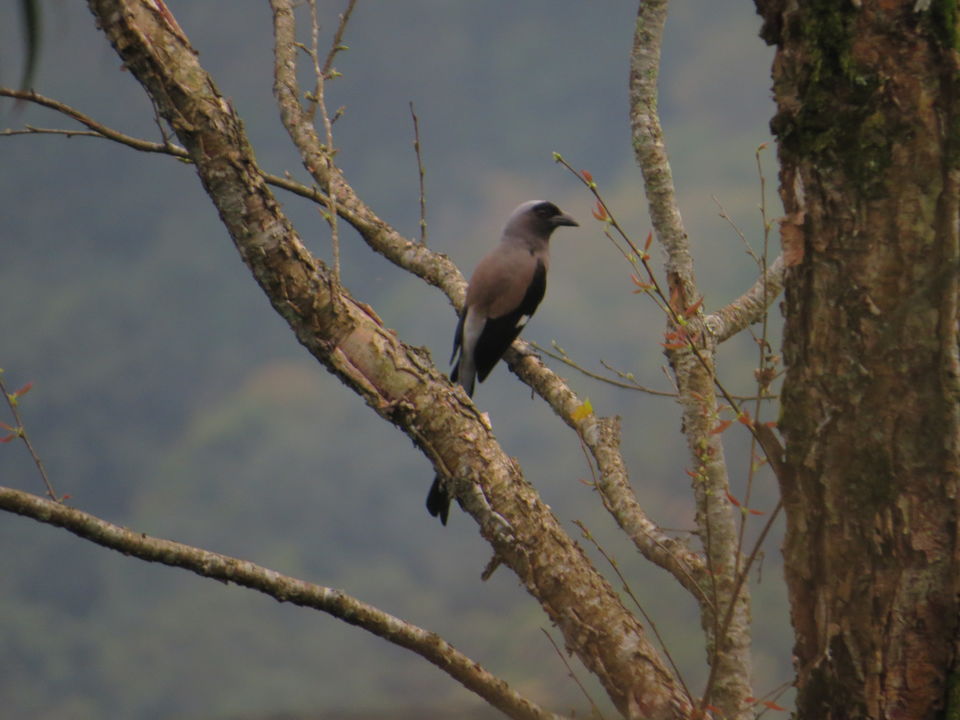 Photo of A Birding Wonderland: Latpanchar by Nisha Bhakat