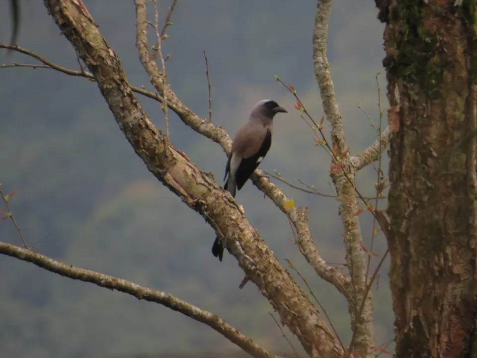 Photo of A Birding Wonderland: Latpanchar by Nisha Bhakat
