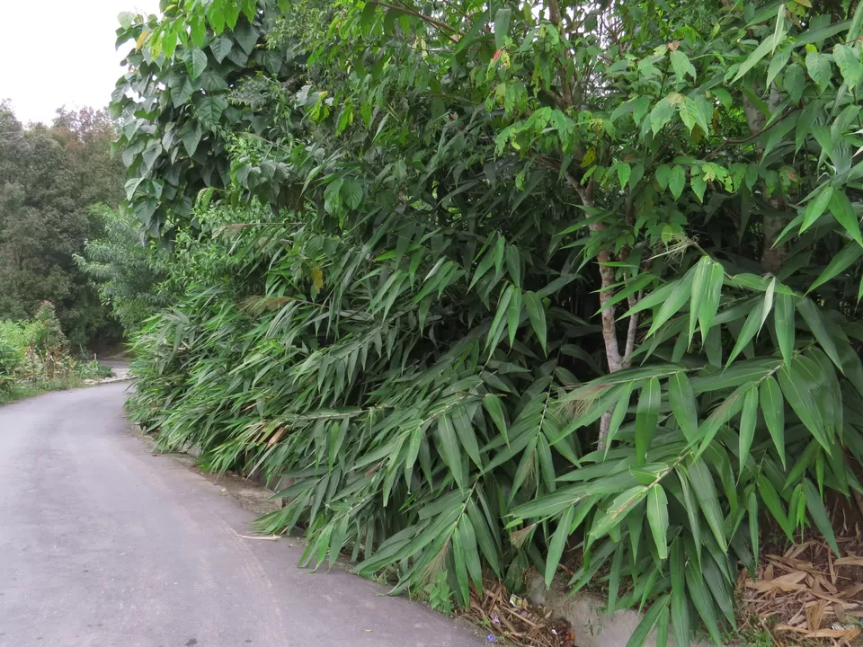 Photo of Sittong, West Bengal, India by Nisha Bhakat