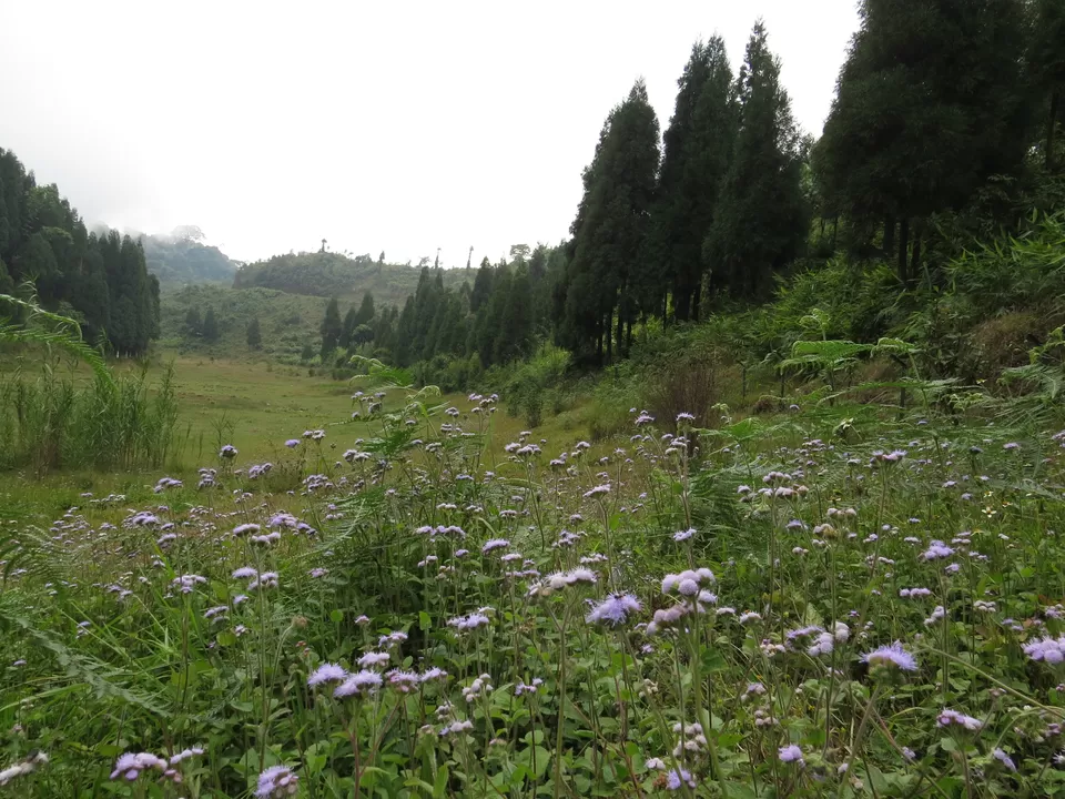 Photo of A Birding Wonderland: Latpanchar by Nisha Bhakat