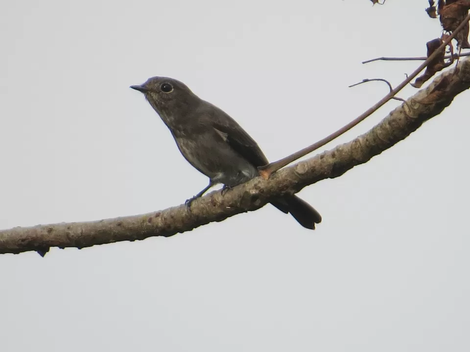 Photo of Namthing Pokhri(Lake), Selpu Khasmahal, West Bengal, India by Nisha Bhakat