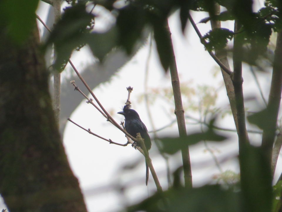 Photo of A Birding Wonderland: Latpanchar by Nisha Bhakat