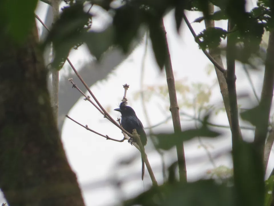 Photo of A Birding Wonderland: Latpanchar by Nisha Bhakat