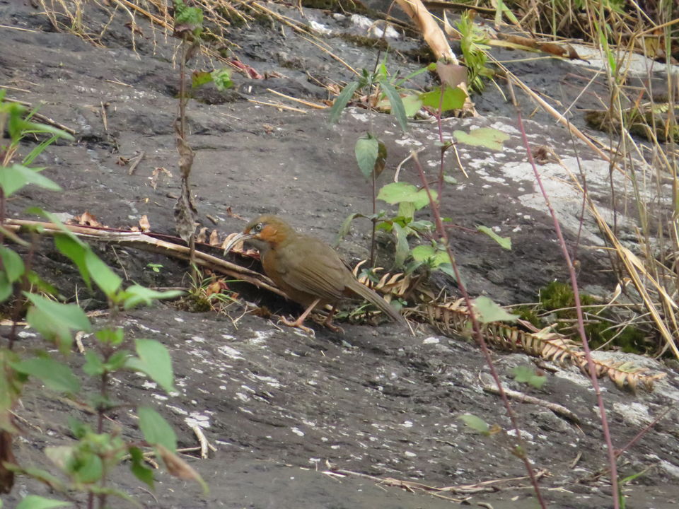 Photo of A Birding Wonderland: Latpanchar by Nisha Bhakat
