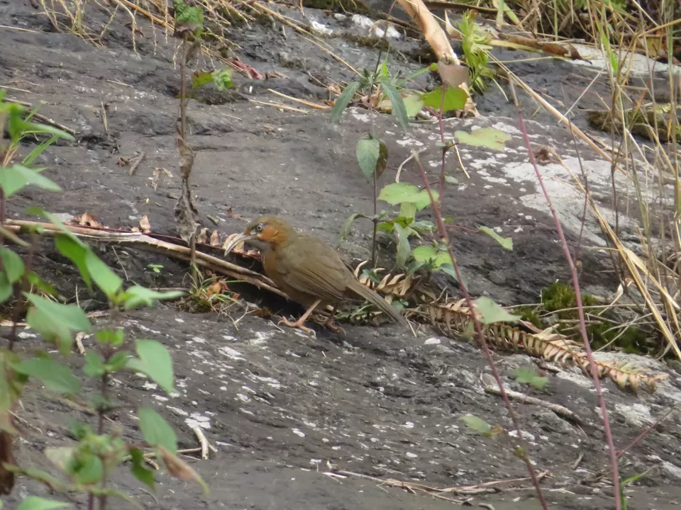 Photo of A Birding Wonderland: Latpanchar by Nisha Bhakat