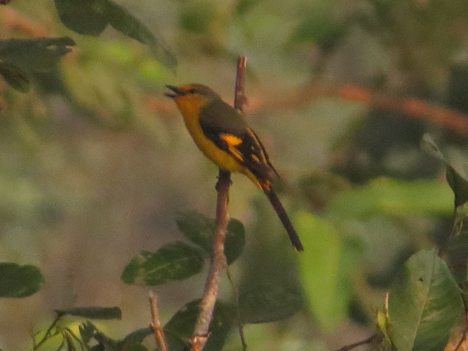 Photo of A Birding Wonderland: Latpanchar by Nisha Bhakat