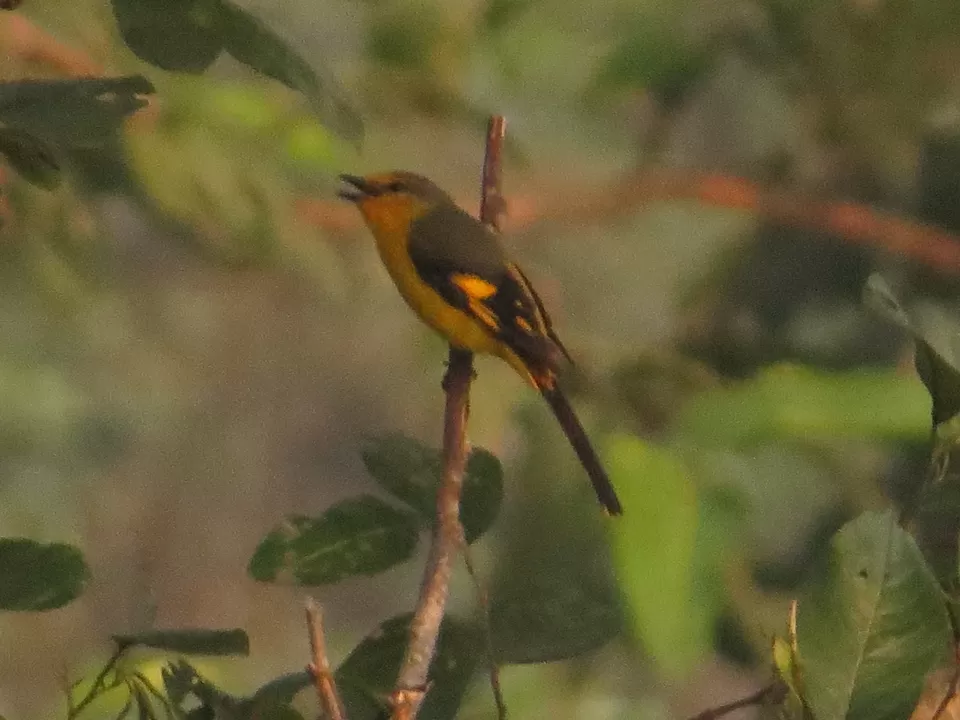 Photo of A Birding Wonderland: Latpanchar by Nisha Bhakat