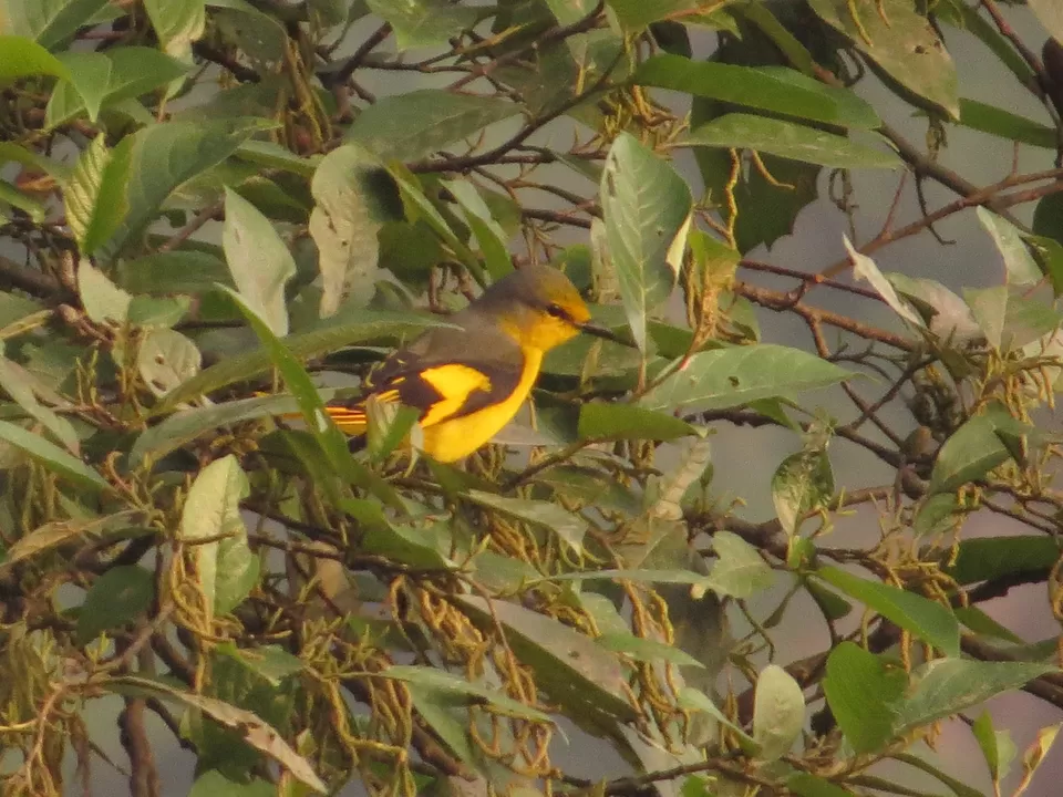 Photo of A Birding Wonderland: Latpanchar by Nisha Bhakat