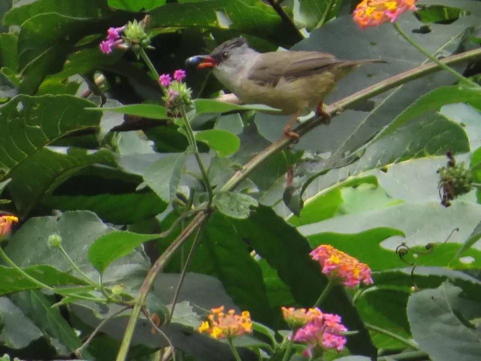 Photo of A Birding Wonderland: Latpanchar by Nisha Bhakat
