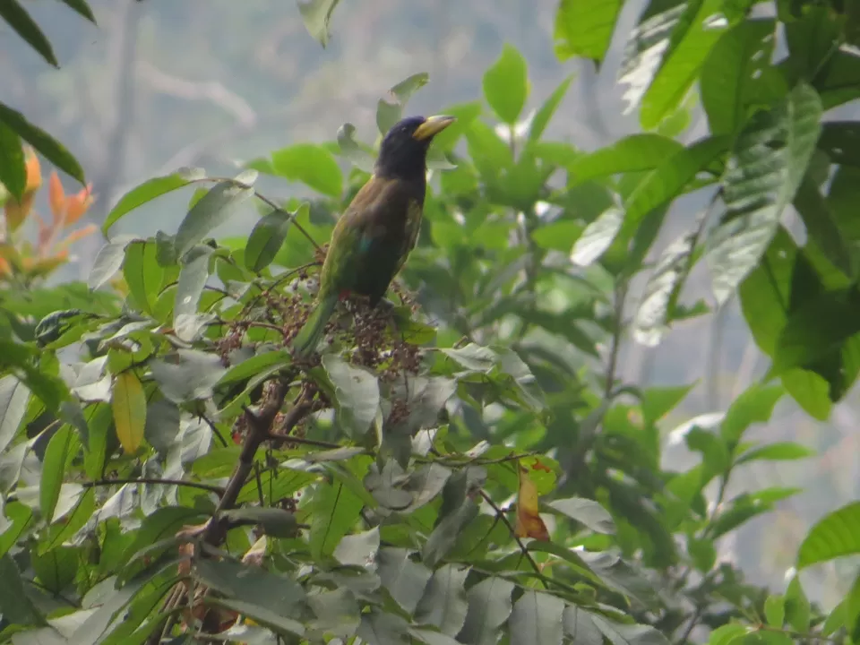 Photo of A Birding Wonderland: Latpanchar by Nisha Bhakat