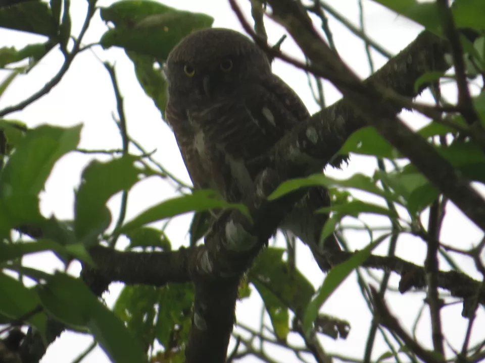 Photo of A Birding Wonderland: Latpanchar by Nisha Bhakat