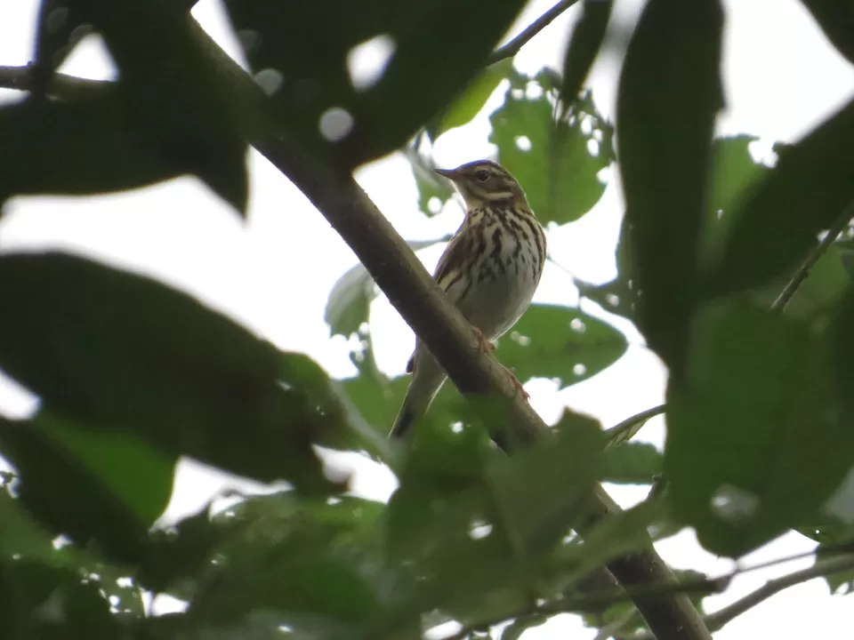 Photo of A Birding Wonderland: Latpanchar by Nisha Bhakat