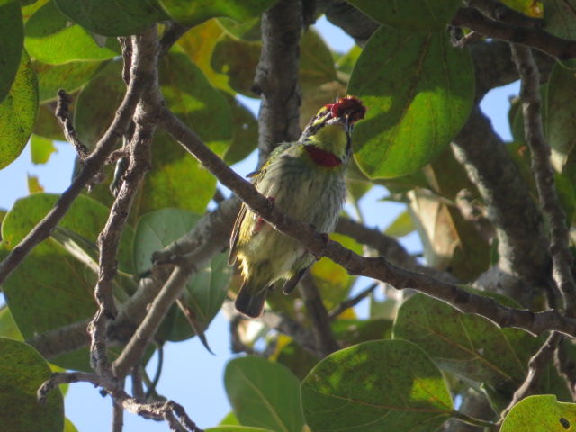 Photo of Pakhi Pahar (Ajodhya Hills Range), Baghmundi - Purulia Road, Matha, West Bengal, India by Nisha Bhakat