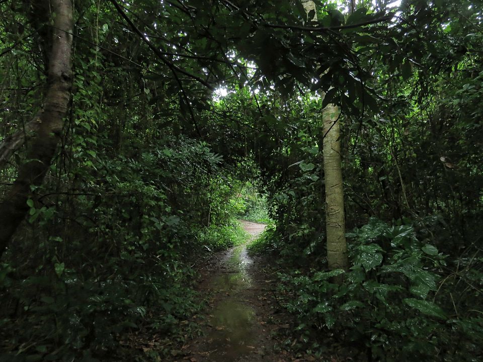 Photo of Some Rain, a Forest, and a City 1/1 by Nisha Bhakat