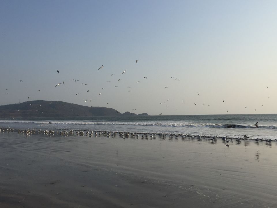 Photo of Gems of Konkan - Part 1 - Shrivardhan 3/7 by nishish saxena