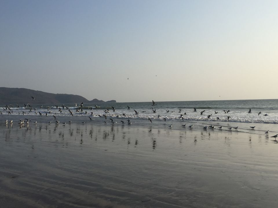 Photo of Gems of Konkan - Part 1 - Shrivardhan 4/7 by nishish saxena