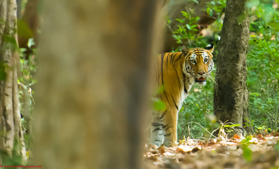 Photo of GETTING HIGH ON LIFE IN BANDHAVGARH. 1/1 by Nikhar