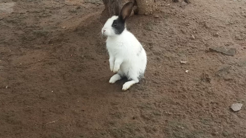 Photo of Sanchi, Madhya Pradesh, India by nidhantrika