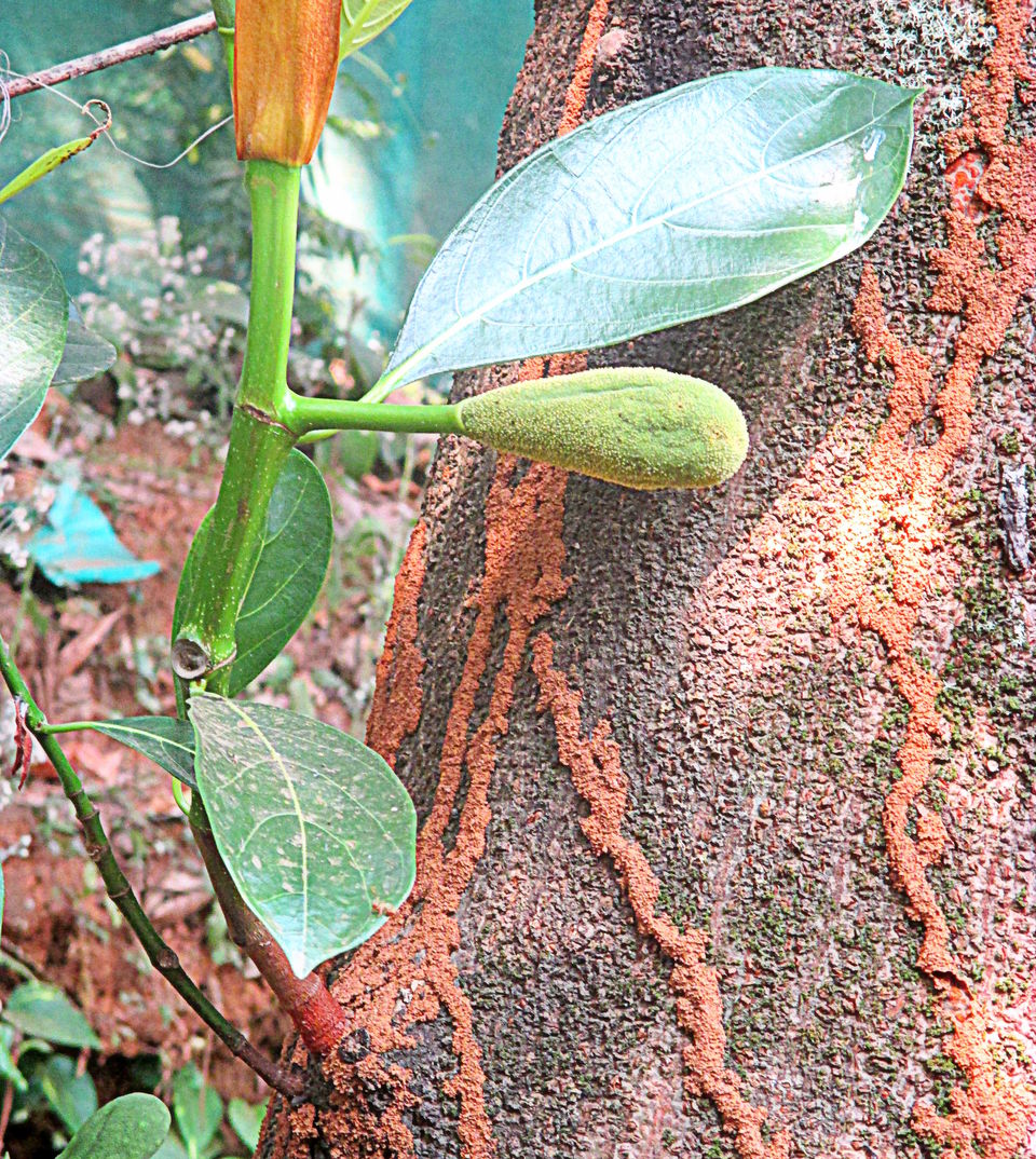 Photo of Munnar, Kerala, India by Ritika Kapoor