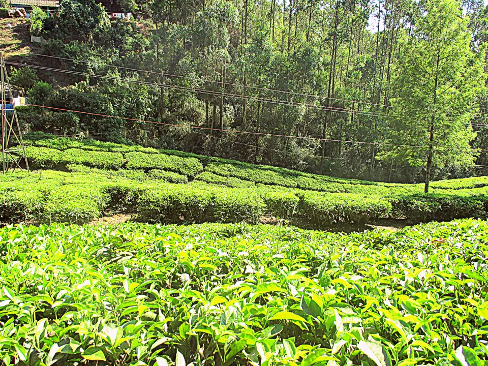 Photo of Munnar, Kerala, India by Ritika Kapoor