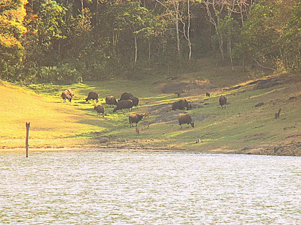 Photo of Thekkady, Kumily, Kerala, India by Ritika Kapoor