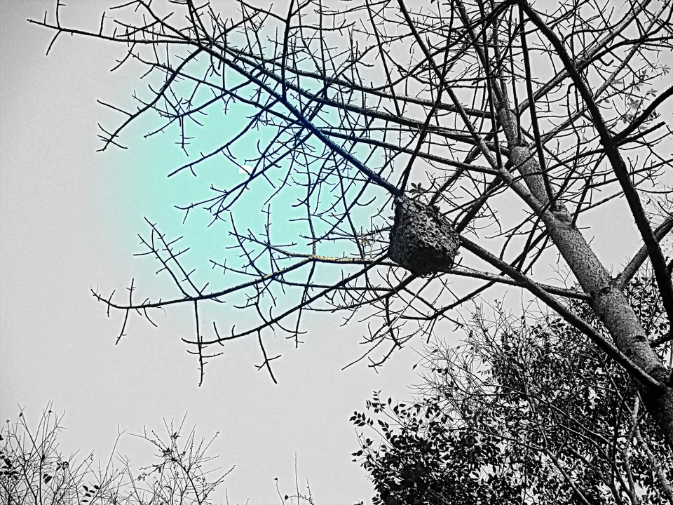 Photo of Thekkady, Kumily, Kerala, India by Ritika Kapoor