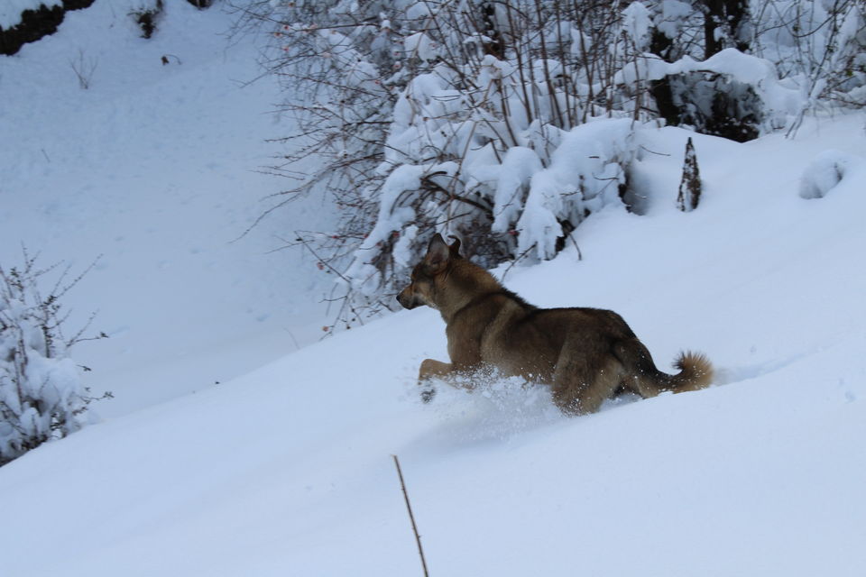 Photo of It was our Auli-day ! #photosofsnow 9/21 by Filterkaapitravel